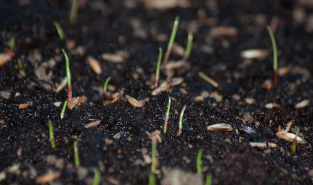 In rasendem Tempo zum eigenen Rasen | Alenas Gartentagebuch