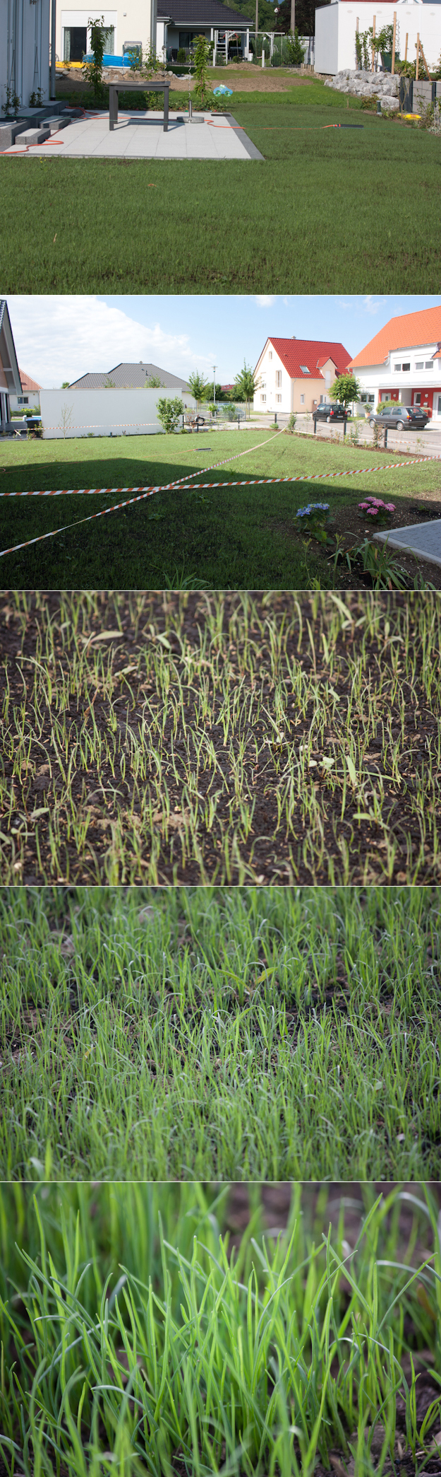 In rasendem Tempo zum eigenen Rasen | Alenas Gartentagebuch